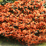 AUTUMN RUST BRIAR PATCH