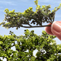 LIGHT GREEN BRIAR BRANCHES