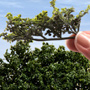 MEDIUM GREEN BRIAR BRANCHES