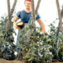 O-SCALE STAKED POLE BEANS