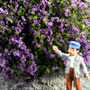 PURPLE CREEPING PHLOX