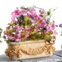 FLOWERING WINDOW BOXES