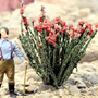 OCOTILLO