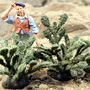 PRICKLY PEAR CACTI