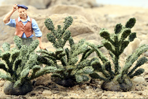 PRICKLY PEAR CACTI