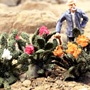 FLOWERING PRICKLY PEAR CACTI