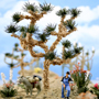 MEDIUM JOSHUA TREE 4�
