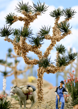 MEDIUM JOSHUA TREE 4�