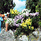FLOWERING LAUREL BUSHES