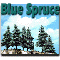 BLUE SPRUCE TREES