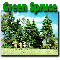 GREEN SPRUCE TREES