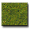 ALPINE MEADOW DECOGRASS�