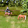 NATURAL SUMMER MEADOWS AND FIELD GRASSES