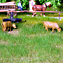 NATURE PLUS CATTLE PASTURE