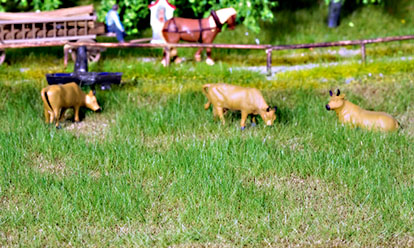 NATURE PLUS CATTLE PASTURE