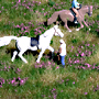 NATURE PLUS HEATHER MOORLAND