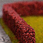 MULTI-SCALE RED BARBERRY HEDGES