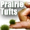 Prairie/Flowering Tufts