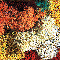 1/2 KILO BULK AUTUMN LICHEN MIX