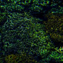 1/4-KILO DARK GREEN LICHEN MIXTURE