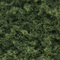 MEDIUM GREEN FOLIAGE