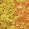 EARLY FALL FOLIAGE
