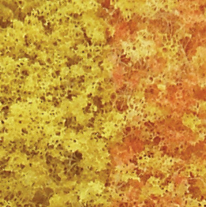 EARLY FALL FOLIAGE