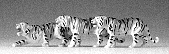 HO-SCALE TIGERS / 3 PCS.