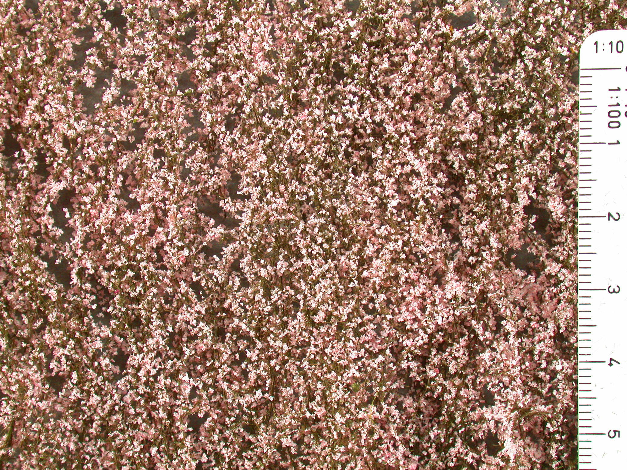 Pink Spring Cherry Blossom Leaf Foliage