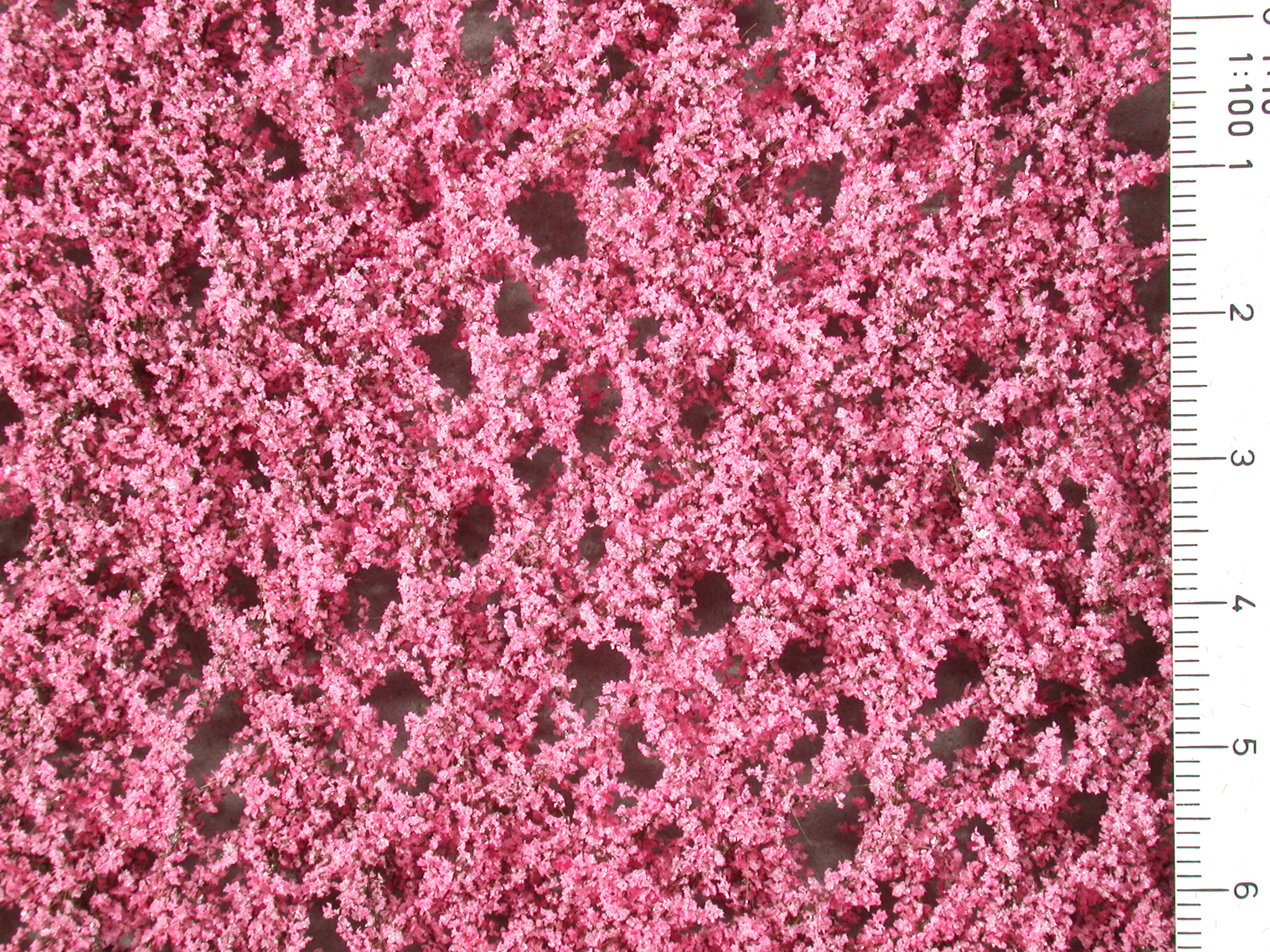 Spring Apricot Blossom Leaf Foliage