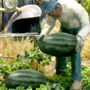 WATERMELON PATCH (O-Scale)