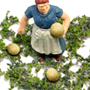 O-SCALE CANTALOUPE PATCH