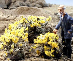 YELLOW BRITTLE BUSHES/3 SET