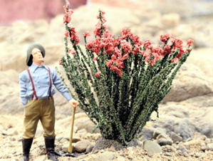 OCOTILLO