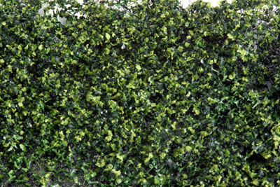 MEDIUM GREEN PHLOX  5
