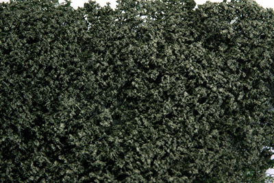 DARK GREEN PHLOX  FOLIAGE 5