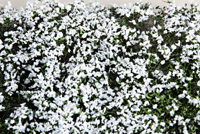 WHITE BLOSSOM  PHLOX  5