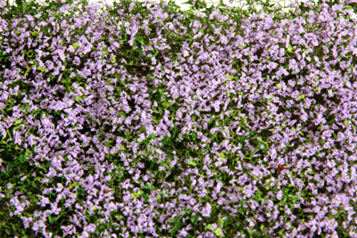 MAUVE FLOWERING PHLOX  5