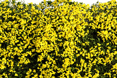 YELLOW FLOWERING PHLOX  5