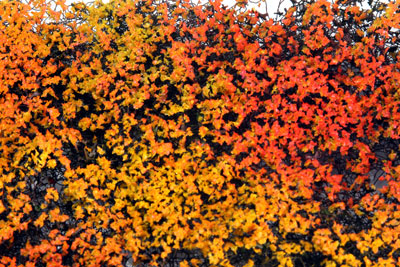 GOLD & ORANGE MIX PHLOX PHLOX  5