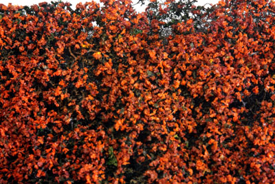 RUSTY RED PHLOX  5