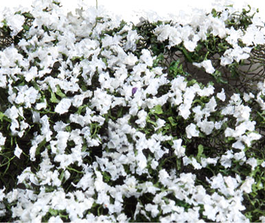 WHITE BLOSSOM MICRO-PHLOX 5