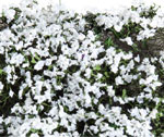 WHITE BLOSSOM MICRO-PHLOX 5