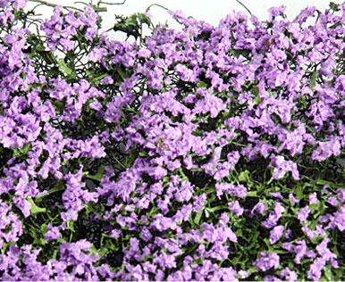 MAUVE BLOSSOM MICRO-PHLOX  5