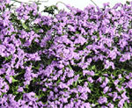 MAUVE BLOSSOM MICRO-PHLOX  5