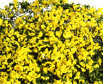 YELLOW BLOSSOM MICRO-PHLOX 5