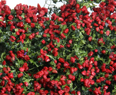 RED ROSE MICRO-PHLOX  5