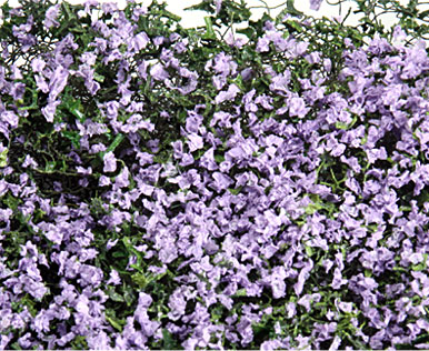 LAVENDER MICRO-PHLOX 5