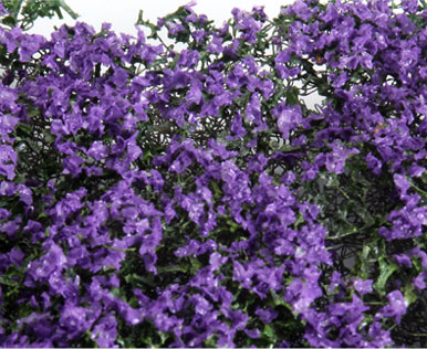 PURPLE MICRO-PHLOX  5