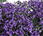 PURPLE MICRO-PHLOX  5